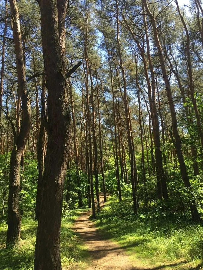 2pok.na Os.Park Leśny. Las i MetroKondratowicza 