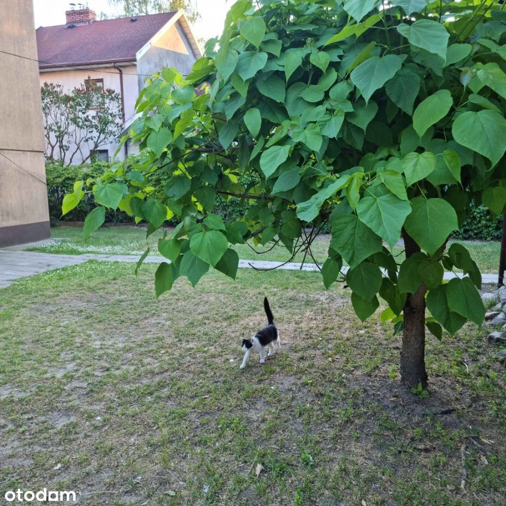 Mieszkanie, część domu, Warszawa Wesoła, 2 pokoje