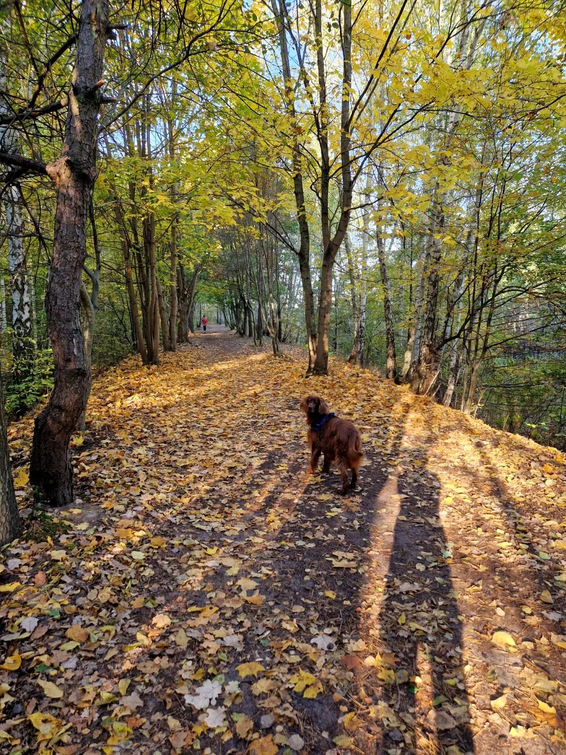 Mieszkanie, ul. Stryjeńskich