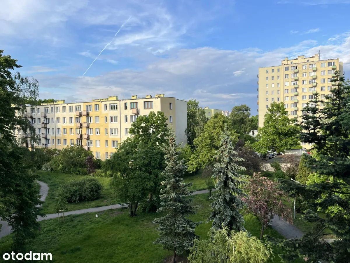 Jasne / funkcjonalne / komunikacja / las 
